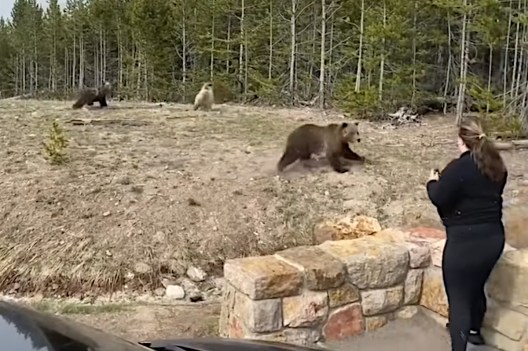 Grizzly Bluff Charges Yellowstone Tourist, Resulting in Investigation ...