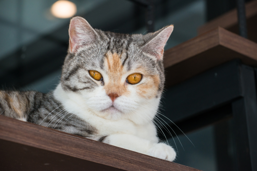 American wirehair cat looks over the ledge.