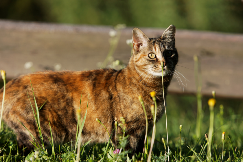 Bengal cat walks through tall grass.