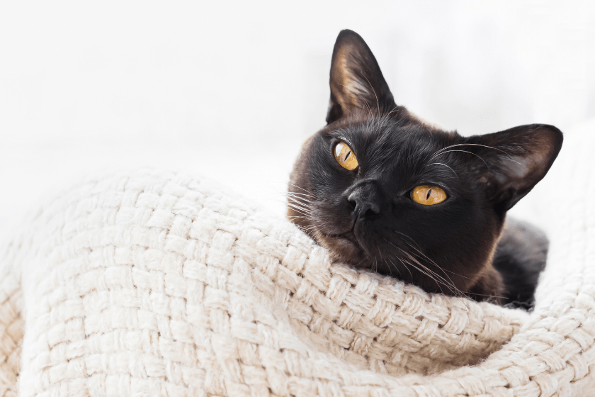 Black Burmese cat lying on blanket