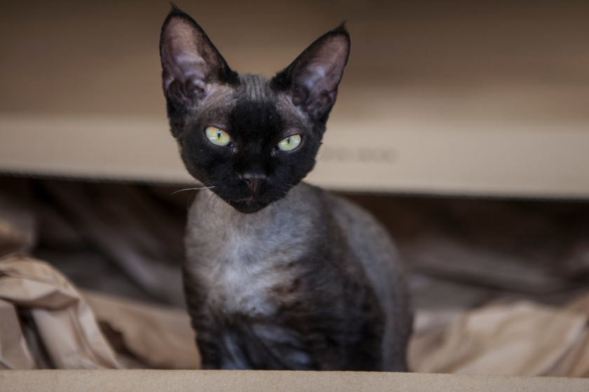 Black Devon rex cat