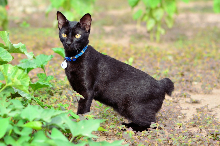 Black Japanese bobtail cat in dirt field