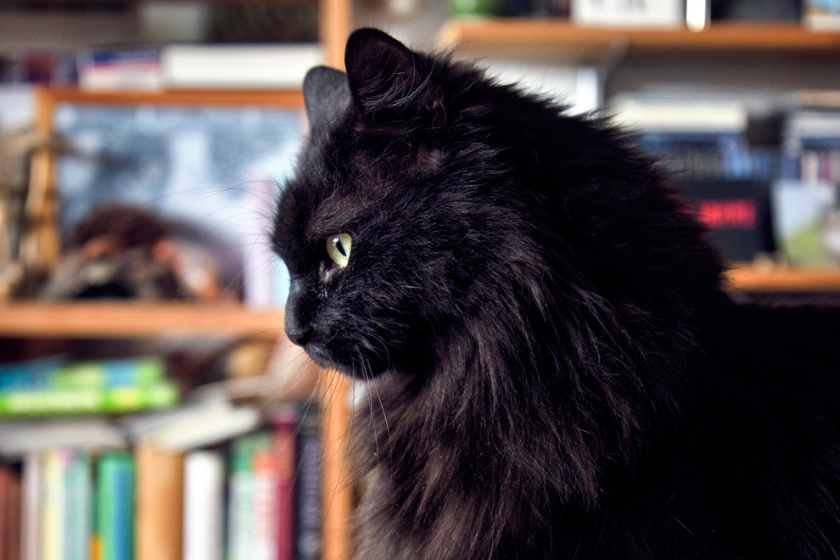 Black Norwegian forest cat