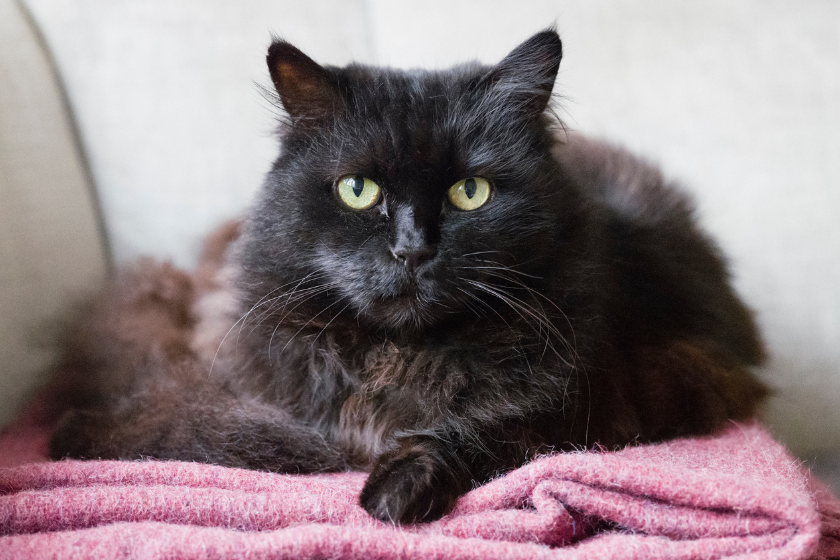 Black Siberian cat laying down