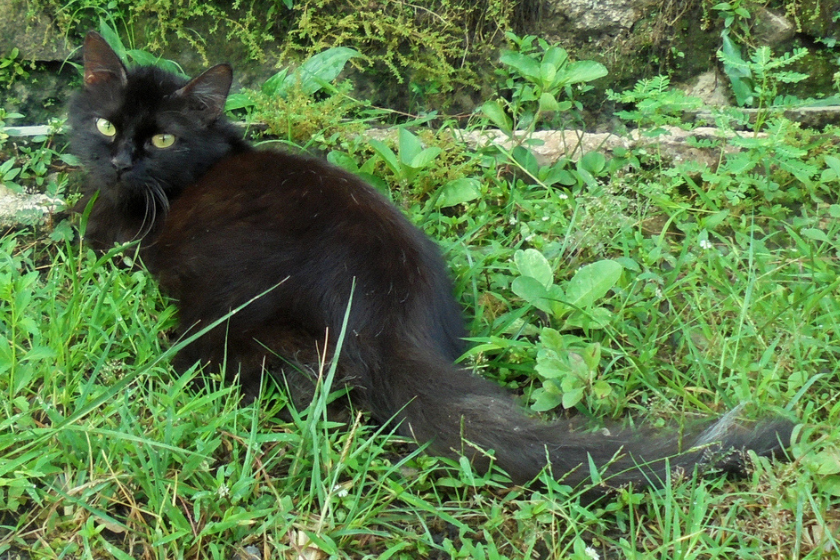 Black Turkish Angora cat