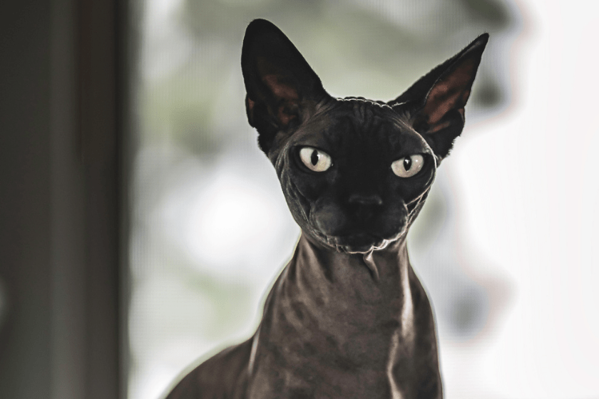 Black sphinx cat