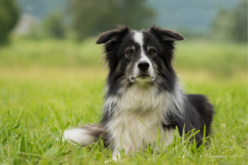 Border collie sits in tall grass