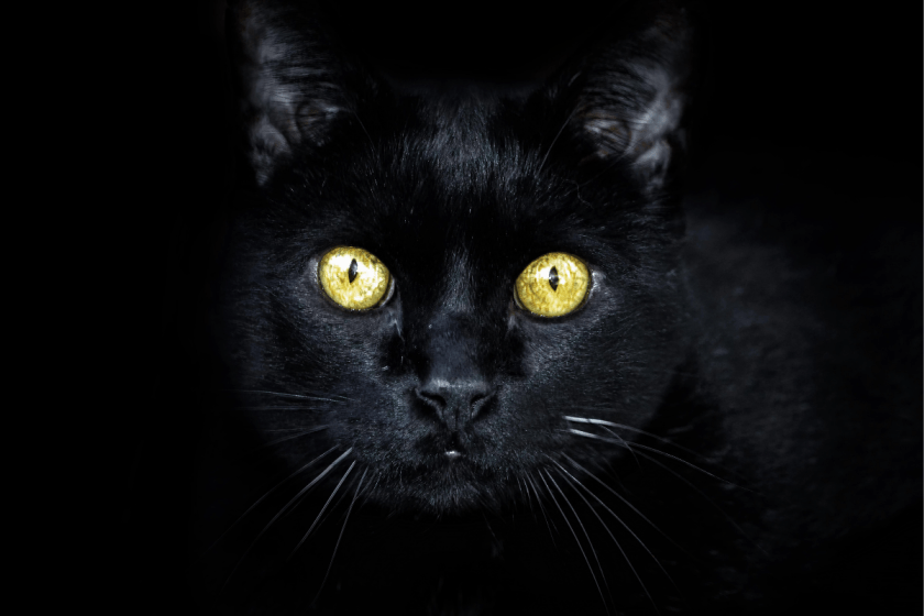Can Cat's See In The Dark? How Eye Structure Creates "Night Vision"