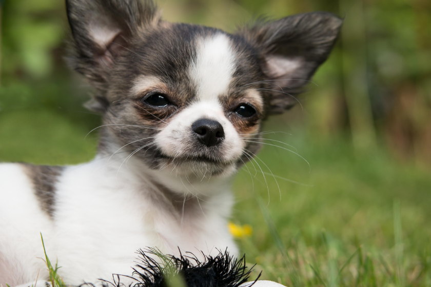 Chihuahua sits on the grass