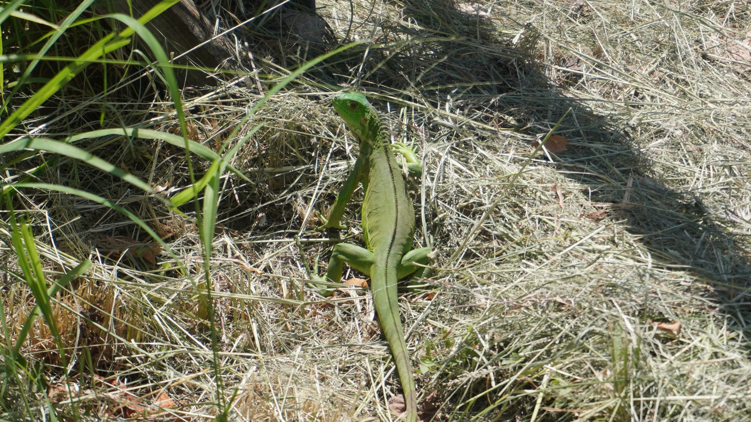 Iguana Hunting