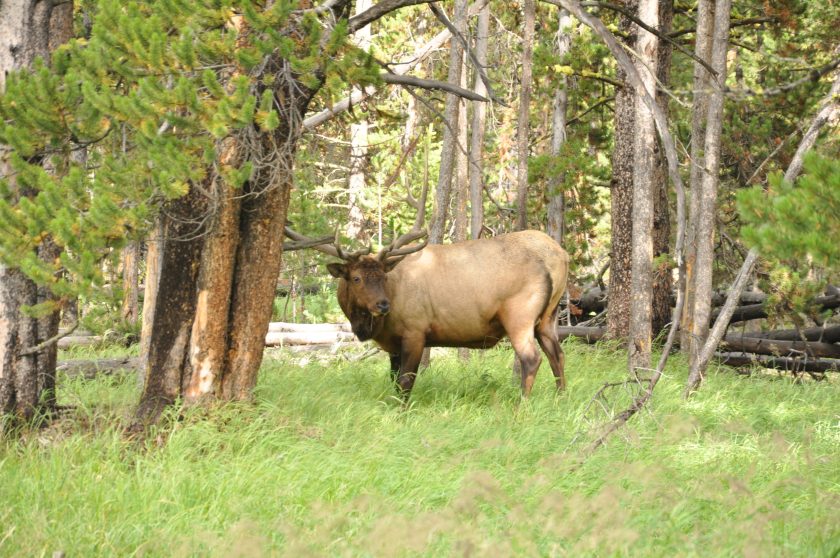 Wyoming Elk Hunting