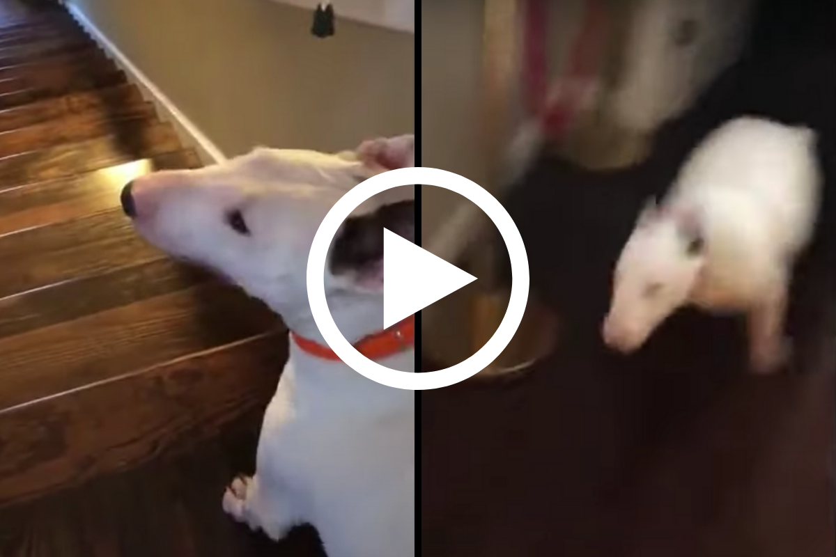 Dog Catapults Itself Down Stairs After Realizing Climbing Is Too Hard