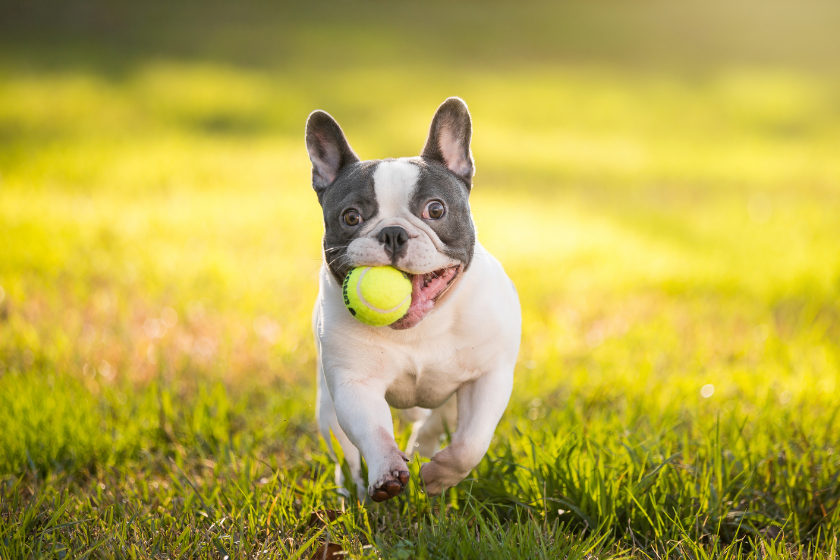 French Bulldog runs through grass with a ball