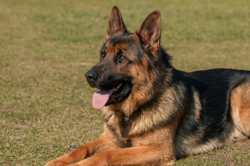 German Shepherd dog sits on the lawn