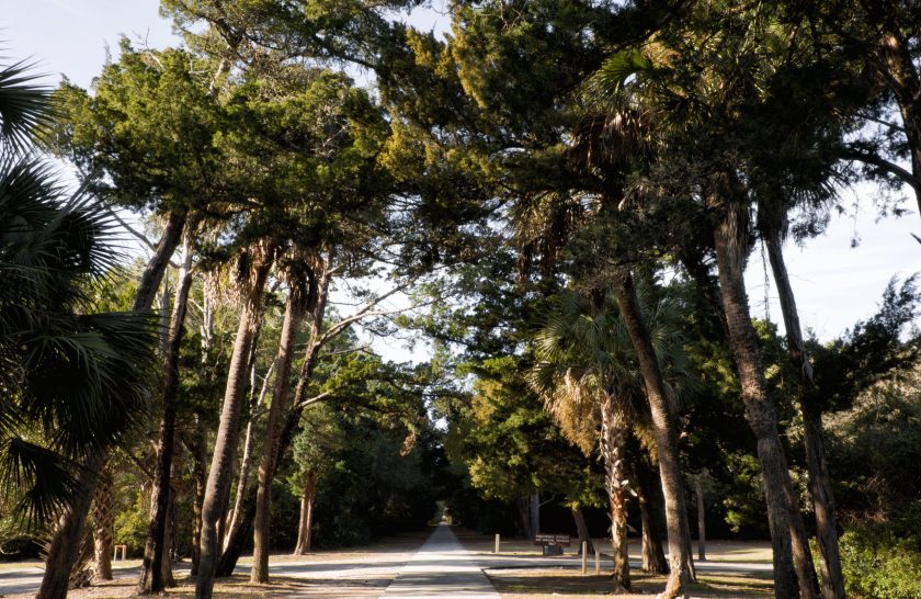 Palm trees, pine trees and cedar trees line this public cement sidewalk system at Huntington Beach State Park in South Carolina