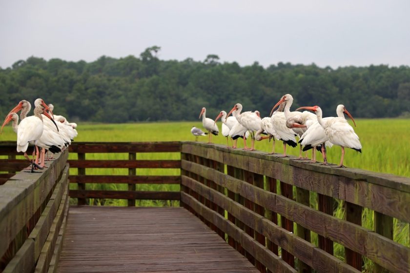 White ibises on a wooden boardwalk boundary at the extensive salted marsh in shallow depth of field. Huntington Beach State Park, Litchfield, SC, USA, Myrtle Beach area