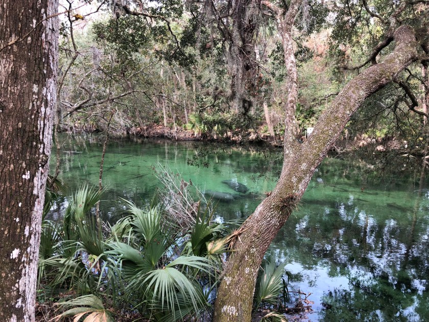 Manatees at Blue Springs