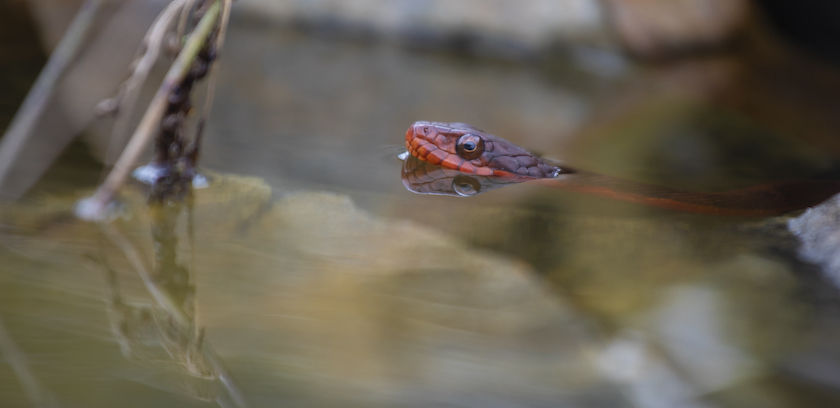 what states is it illegal to kill snakes