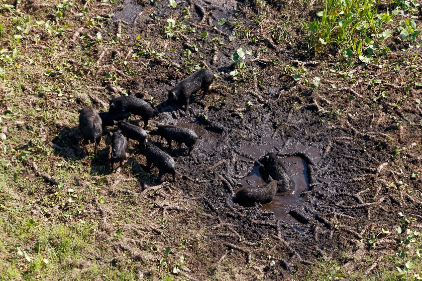 Wild boars in a slop hole.