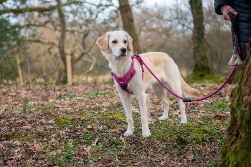Young golden retriever dog walking in the park on a pink lead in woodland
