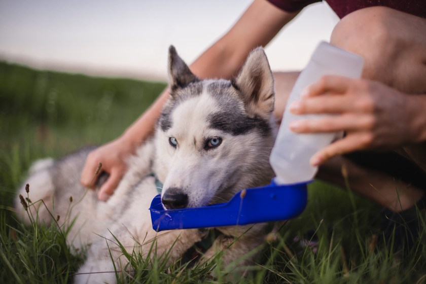 Husky dog drinking from portable pet water bottle while walking with its owner