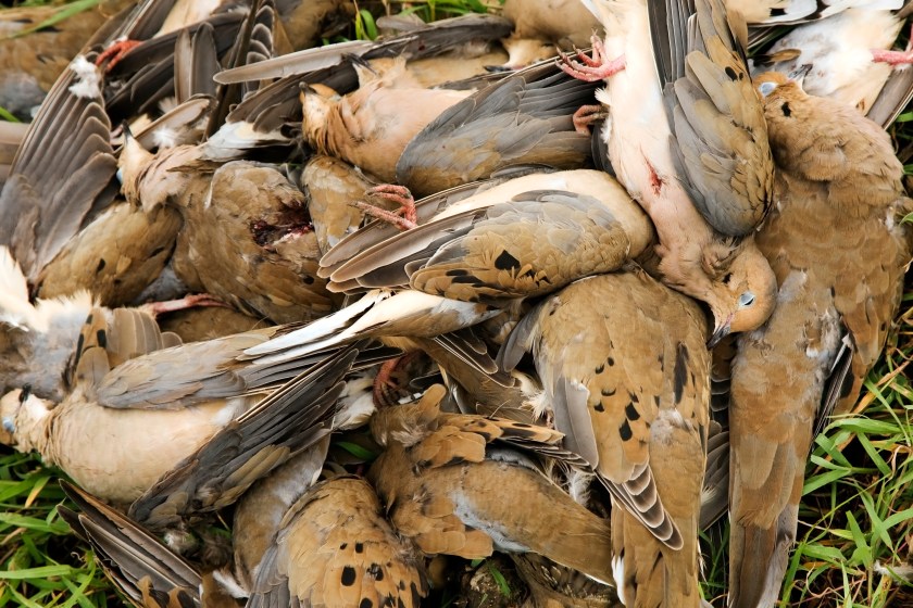 Pile of Morning Dove after a dove hunt