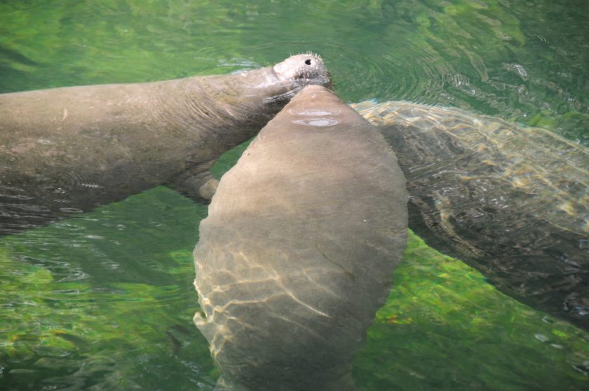 Image taken at Blue Springs State Park