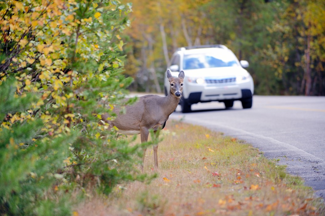 Deer canada, on an asphalt of a boreal forest of North America route. Risk of accident by car colision between the wild animal. The car collisions with Deer Crossing Road, causing injuries and fatalities among both deer and humans.