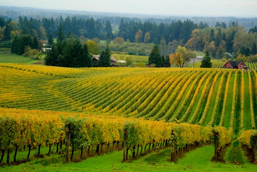 Willamette Valley vineyard, OR