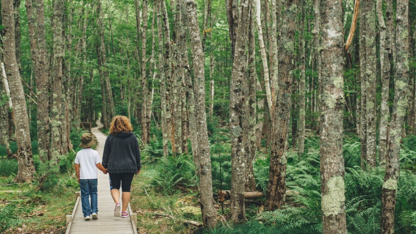 Little boy wandering into vast Jesup Path in Acadia National Park, Maine, US.