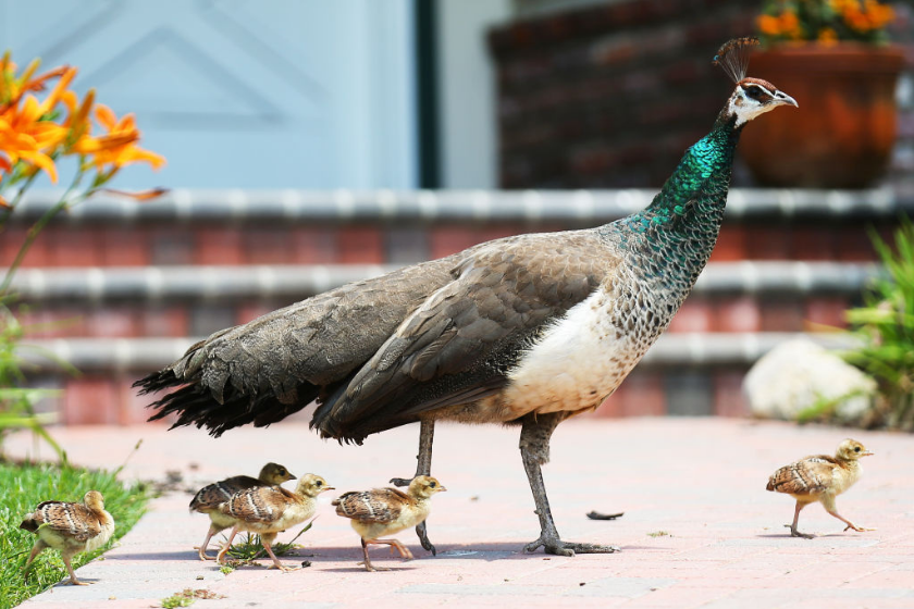 Peacock and its peachicks walk across a California sidewalk.