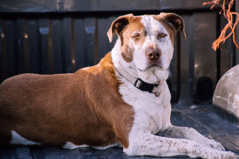 Pit bull lays down on a deck