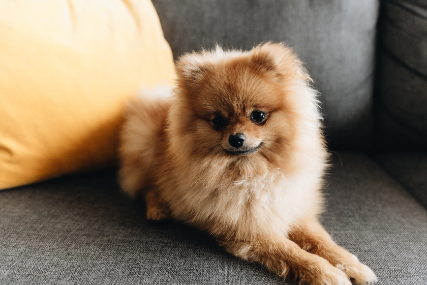 Pomeranian sits on a grey couch