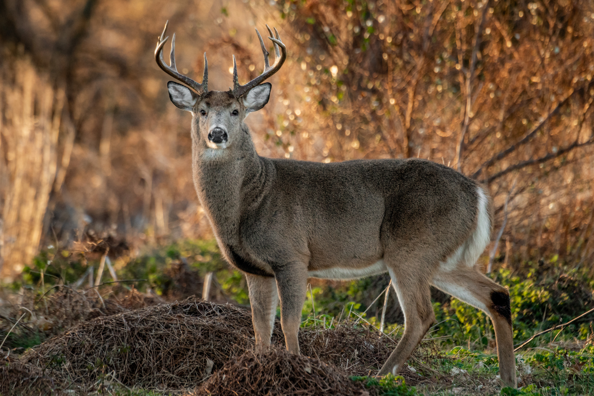 Deer Hunting with Shotguns