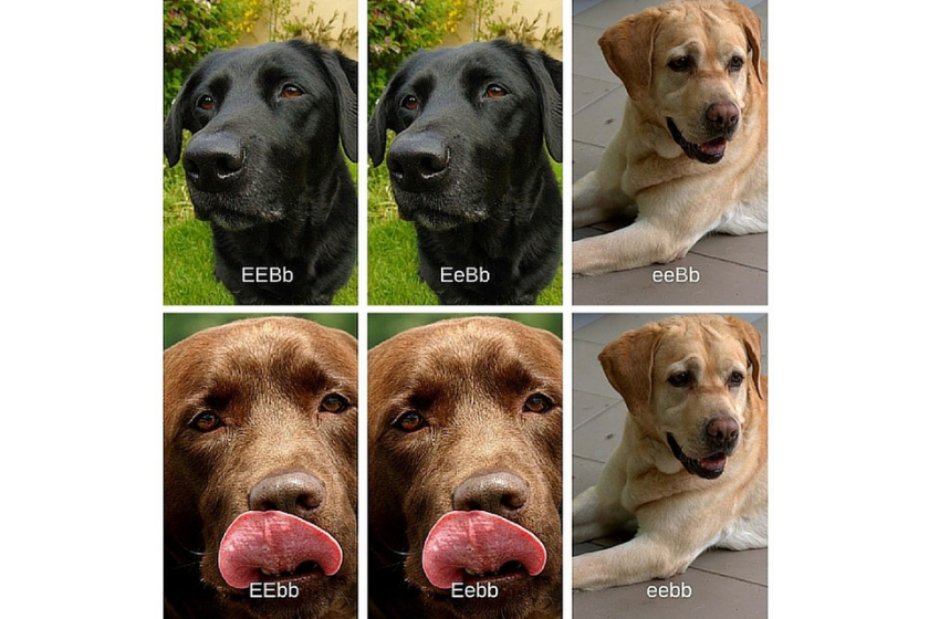 Genetic Variations Of Lab Colors