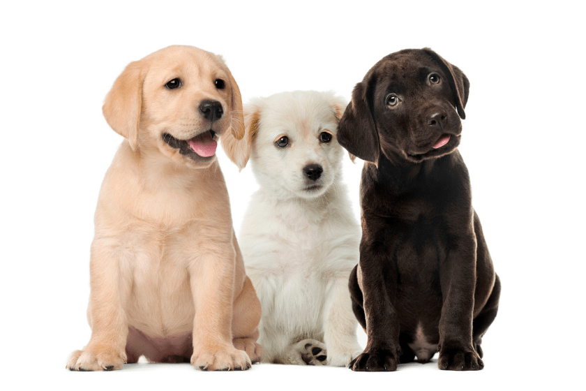 three labrador retriever puppies on white background