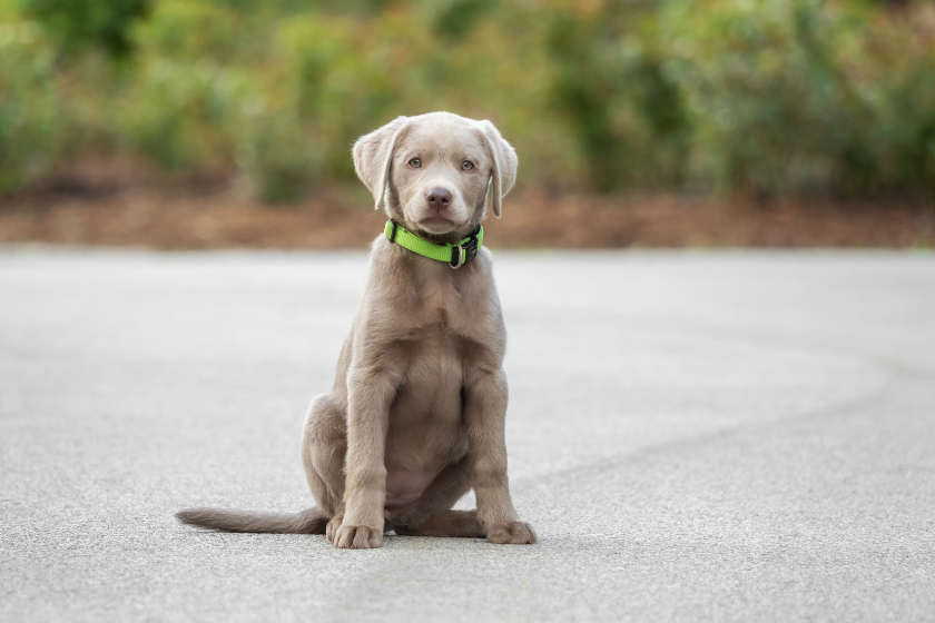 silver lab puppy with green collar