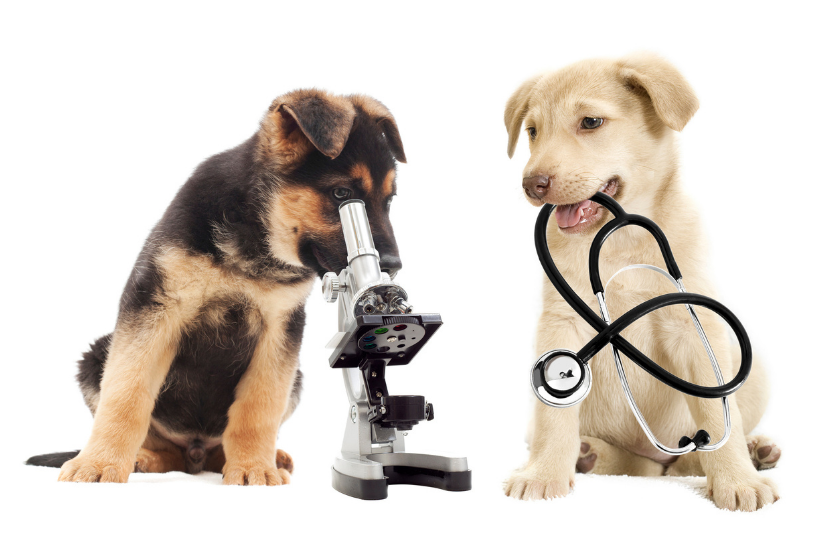 two dogs with microscope on white background