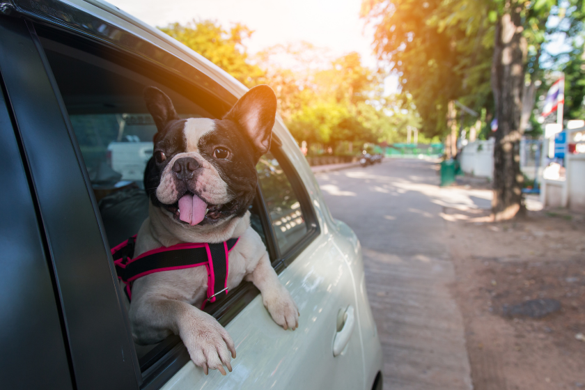 dog looking out of car window