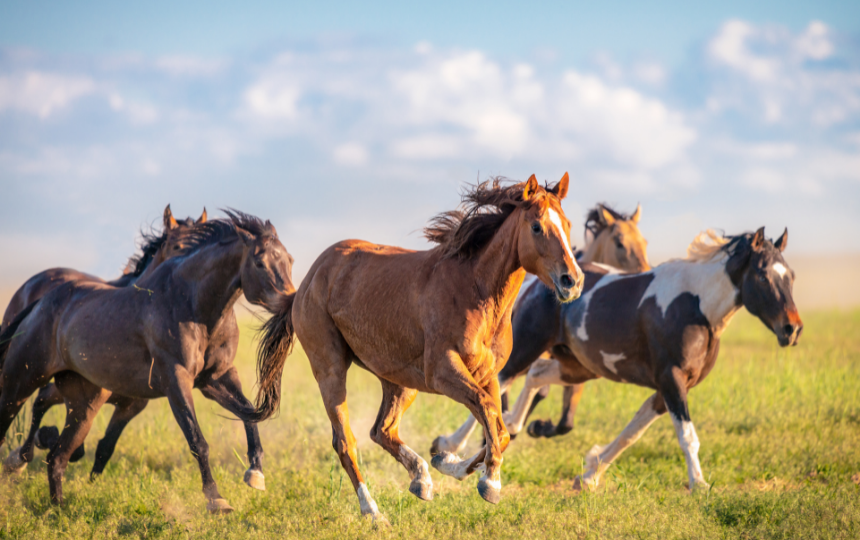 how fast can horses run 