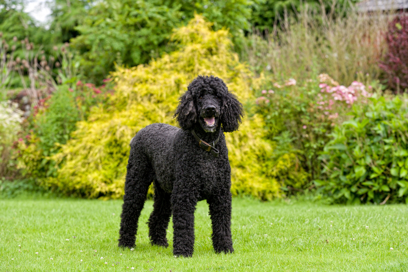 poodle standing in grass smartest dog breed