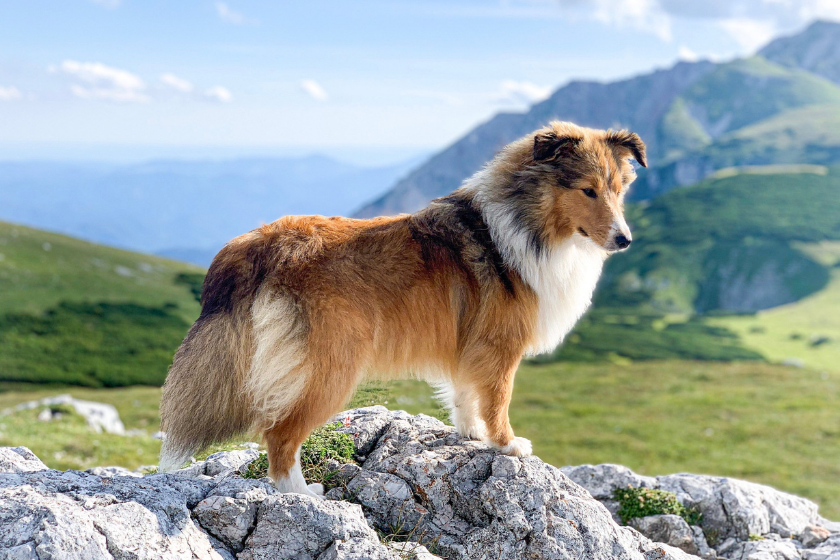 shetland sheepdog smartest dog breeds