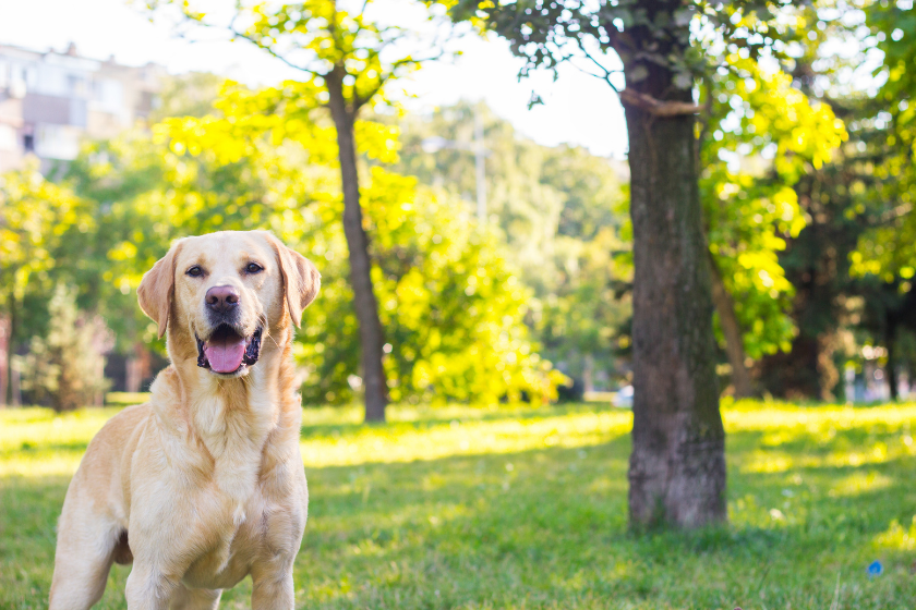 labrador retriever smartest dog breed