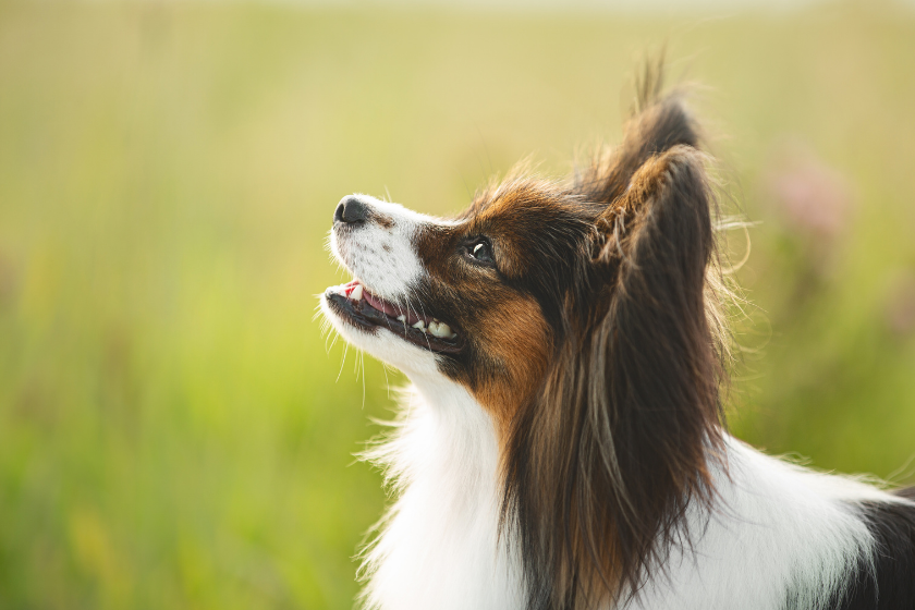 papillon dog breed