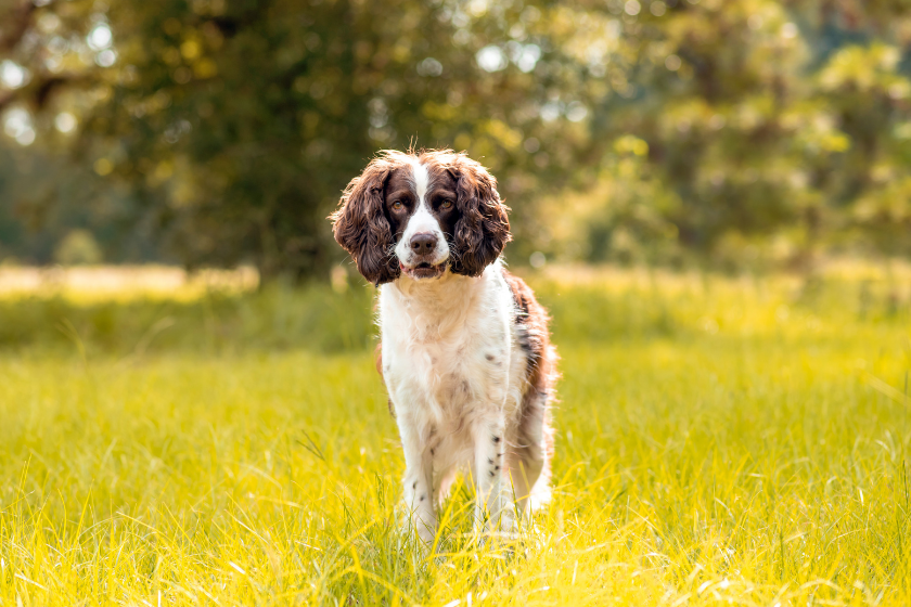 english springer spaniel in grass