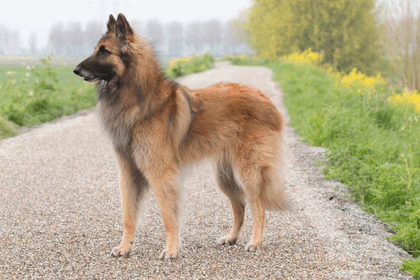 teruven dog breed smartest on sidewalk