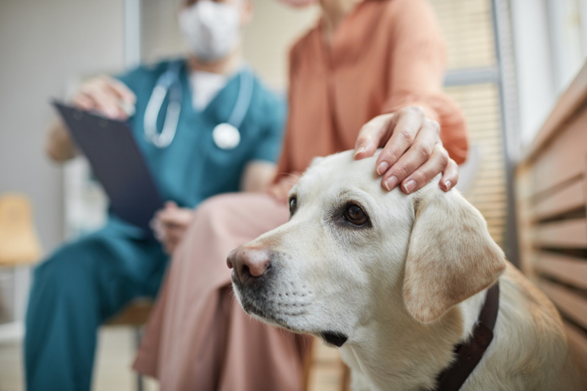 dog waiting patiently at vet