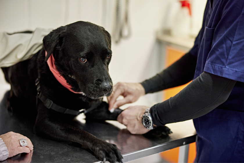 dog unhappy about getting bordetella vaccine