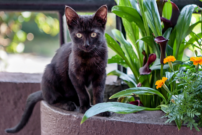 bombay black cat breeds