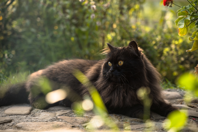 persian black cat breeds